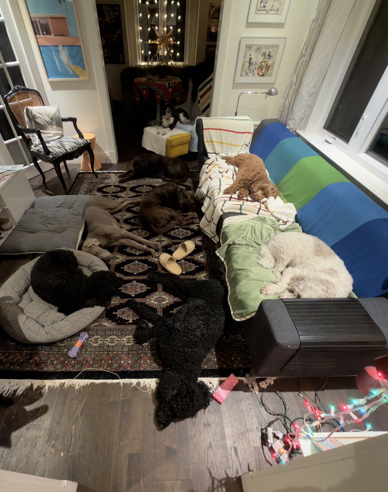 Dog boarding